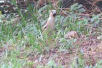 Coccothraustes coccothraustes