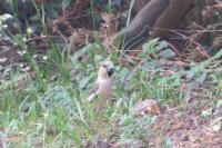 Coccothraustes coccothraustes