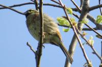 Emberiza cirlus