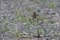 Carduelis carduelis