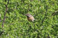 Saxicola rubicola