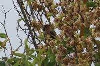 Coccothraustes coccothraustes