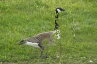 Branta canadensis