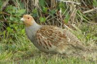 Perdix perdix