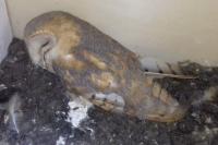 Tyto alba