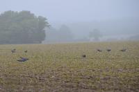 Columba oenas