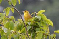 Emberiza citrinella