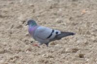 Columba livia