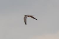 Falco subbuteo