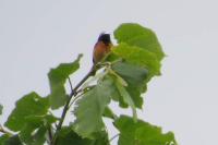 Phoenicurus phoenicurus