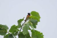 Phoenicurus phoenicurus