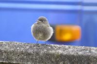 Phoenicurus ochruros