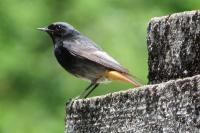 Phoenicurus ochruros