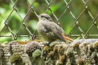 Phoenicurus ochruros