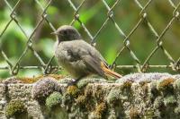 Phoenicurus ochruros