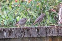 Phoenicurus ochruros