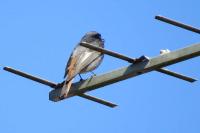 Phoenicurus ochruros