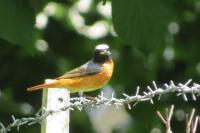 Phoenicurus phoenicurus