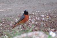 Phoenicurus phoenicurus