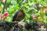 Turdus merula