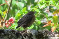 Turdus merula
