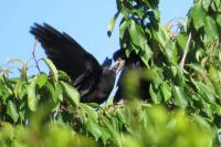 Corvus frugilegus