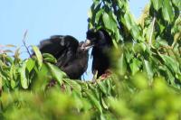 Corvus frugilegus