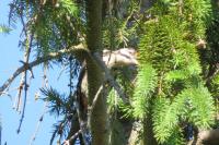 Dendrocopos major