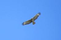 Buteo buteo