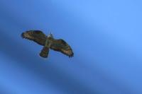 Pernis apivorus