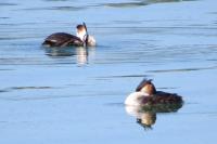 Podiceps cristatus