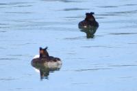 Podiceps cristatus