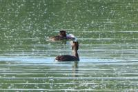 Podiceps cristatus