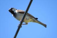 Passer domesticus