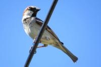 Passer domesticus