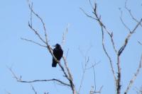 Corvus frugilegus
