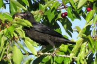 Corvus frugilegus