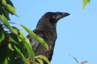 Corvus frugilegus