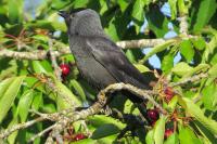 Corvus monedula