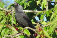 Corvus monedula