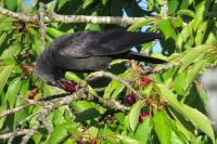 Corvus monedula