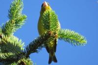 Chloris chloris