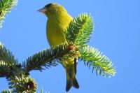Chloris chloris