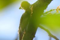 Dendrocopos major