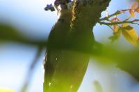 Dendrocopos major