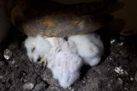 Tyto alba