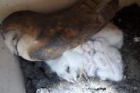 Tyto alba