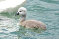 Cygnus olor