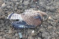 Falco tinnunculus