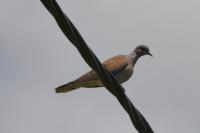 Streptopelia turtur